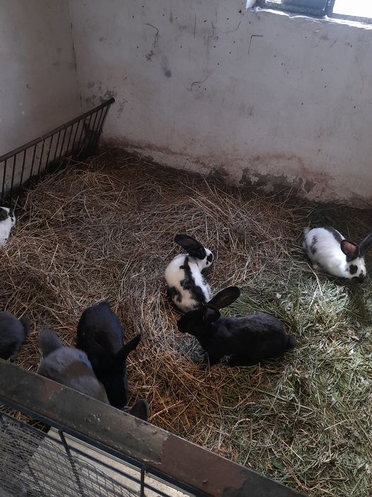 Króliki samiczki 7 sztuk