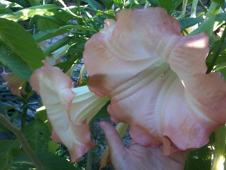 Бругмансія рожева, жовта "Квітка зимового саду"