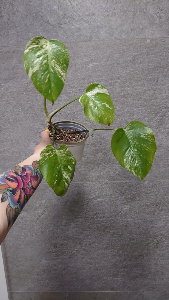 Monstera borsigiana variegata ( nie deliciosa)