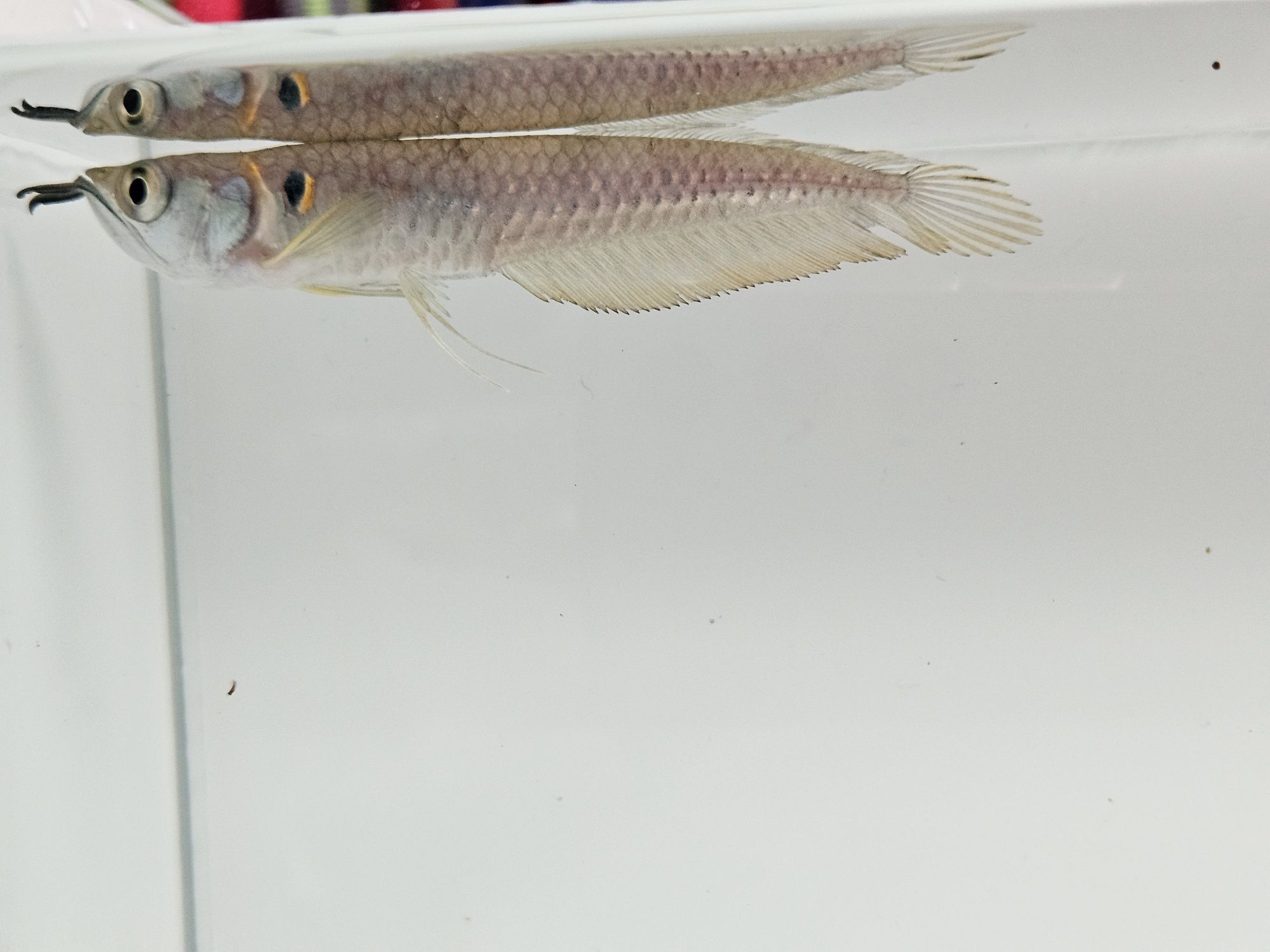 Arowana srebrna zapraszamy