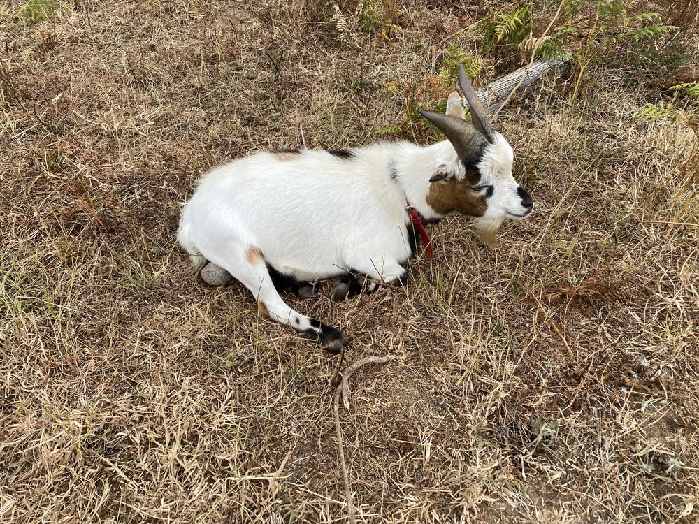 Cabra Micro branca muito doceis