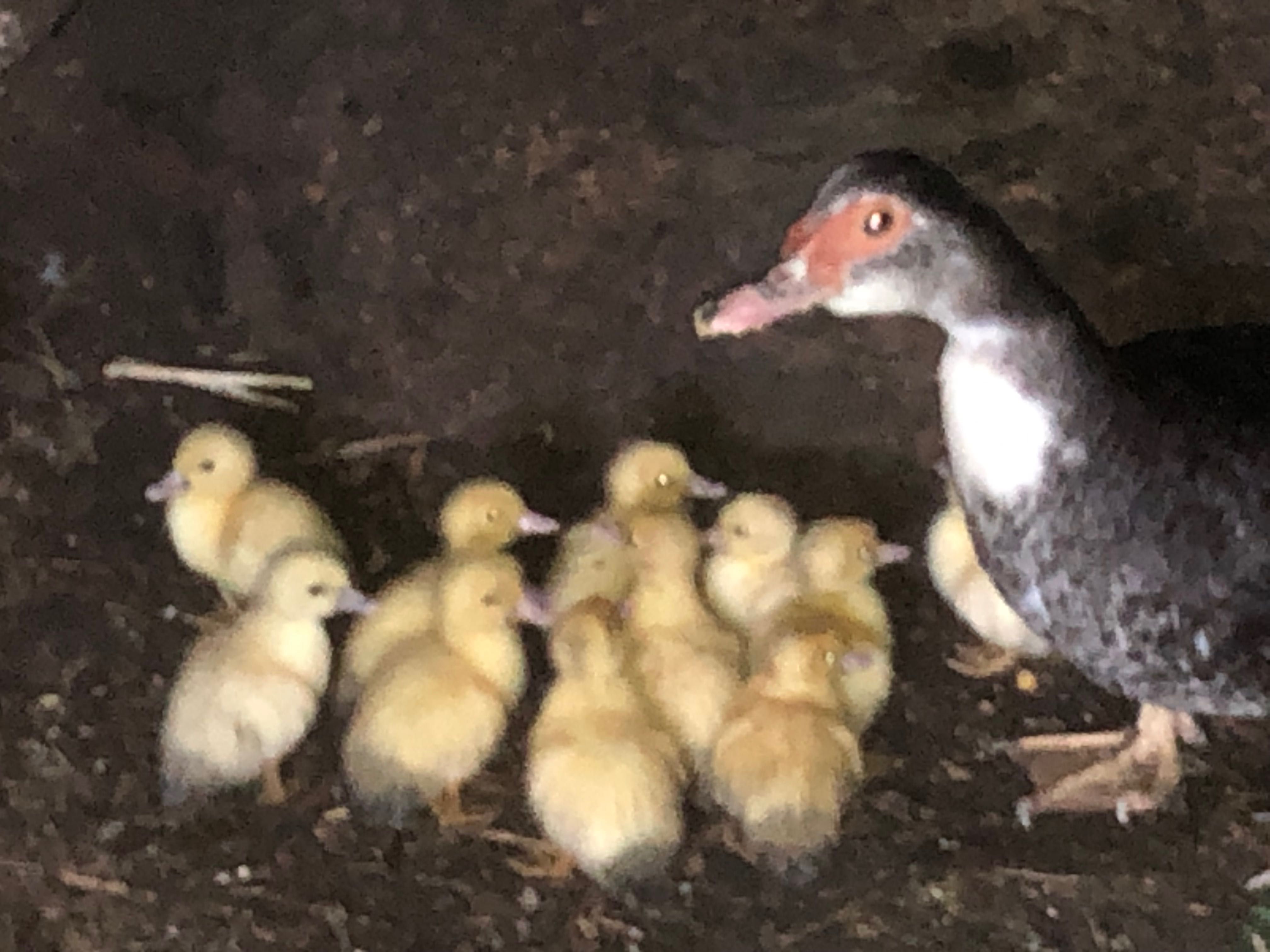 Pata com 11 patos pequenos