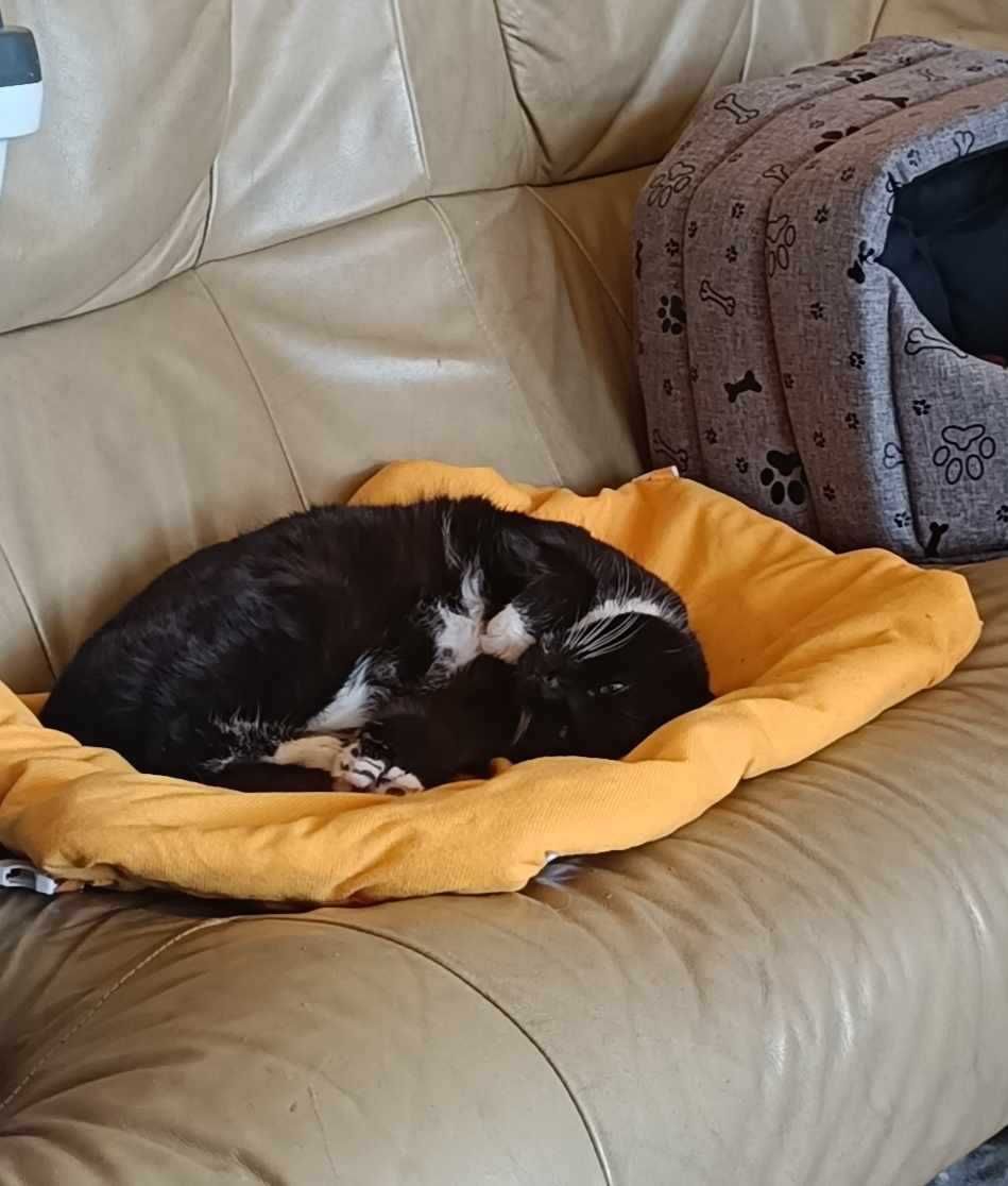 Mika - kotka do adopcji
