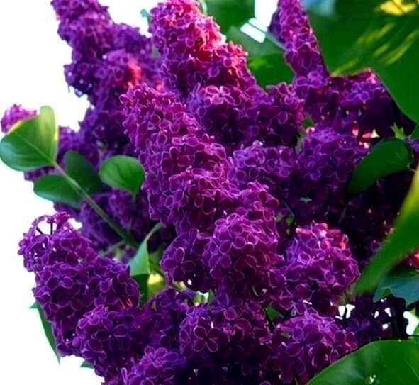 Саджанці привитого бузку (Роздріб, Опт, Дроп)/Саженцы привитой сирени.