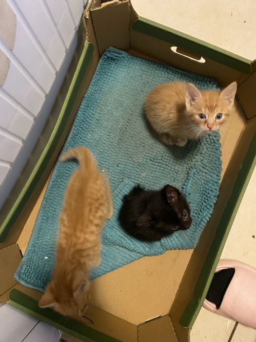 Proszę o rezerwacje kotków za darmo