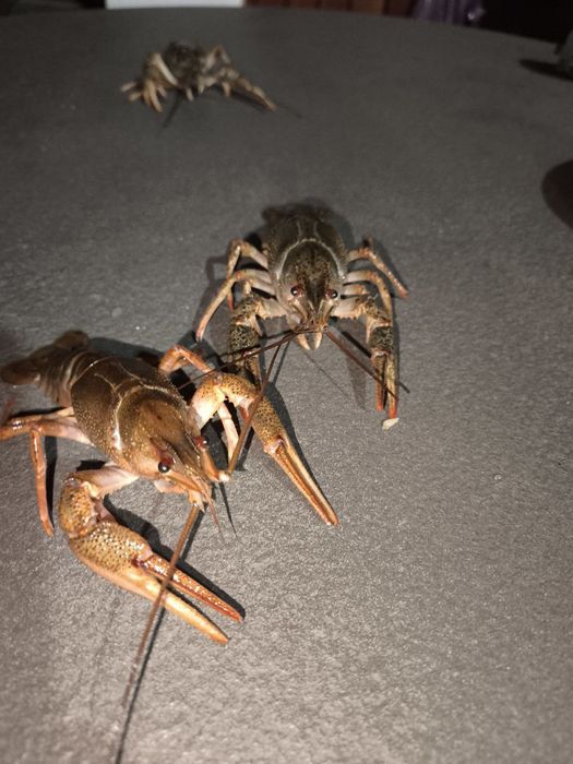 Живі Раки опт, роздріб, узв