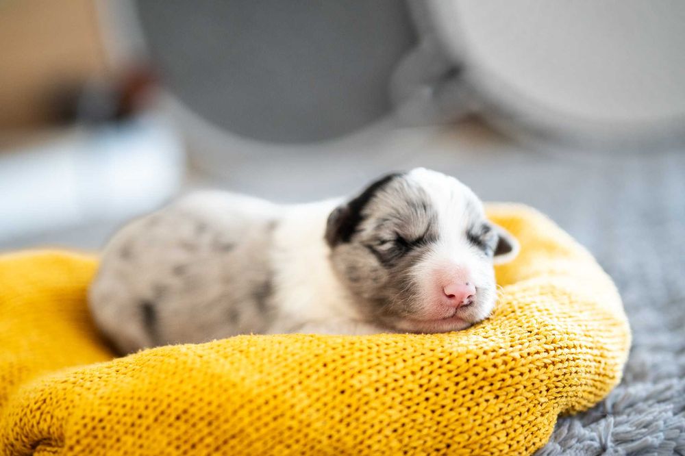 Border Collie blue merle suczka - badania genetyczne