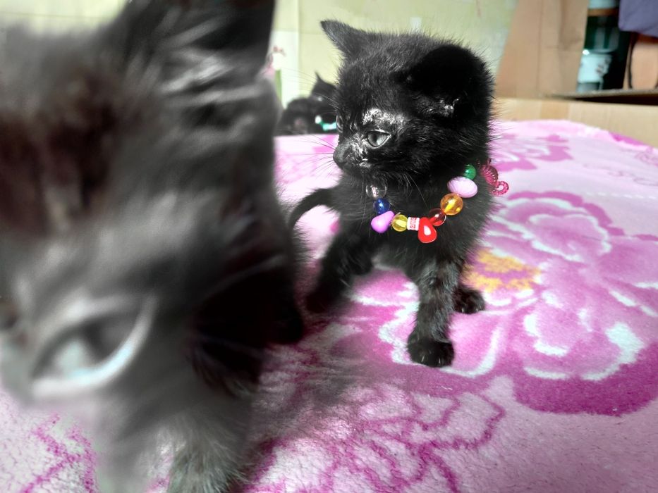 Котята в добрые руки!