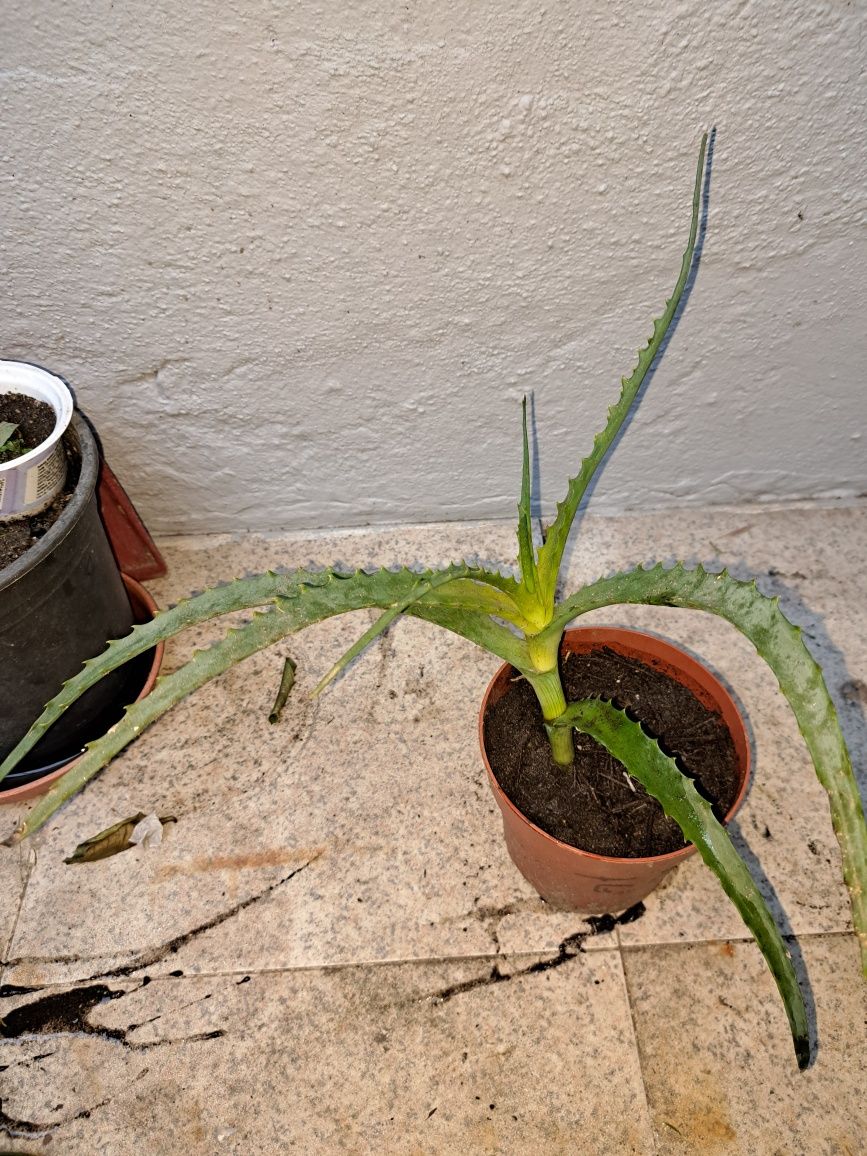 Cato aloe vera arborecense