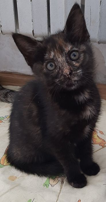 Котенок девочка бесплатно. Кошечка. Котята. Кошка. Даром.