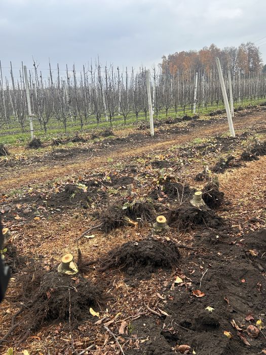 Oddam Karpy jabłoni