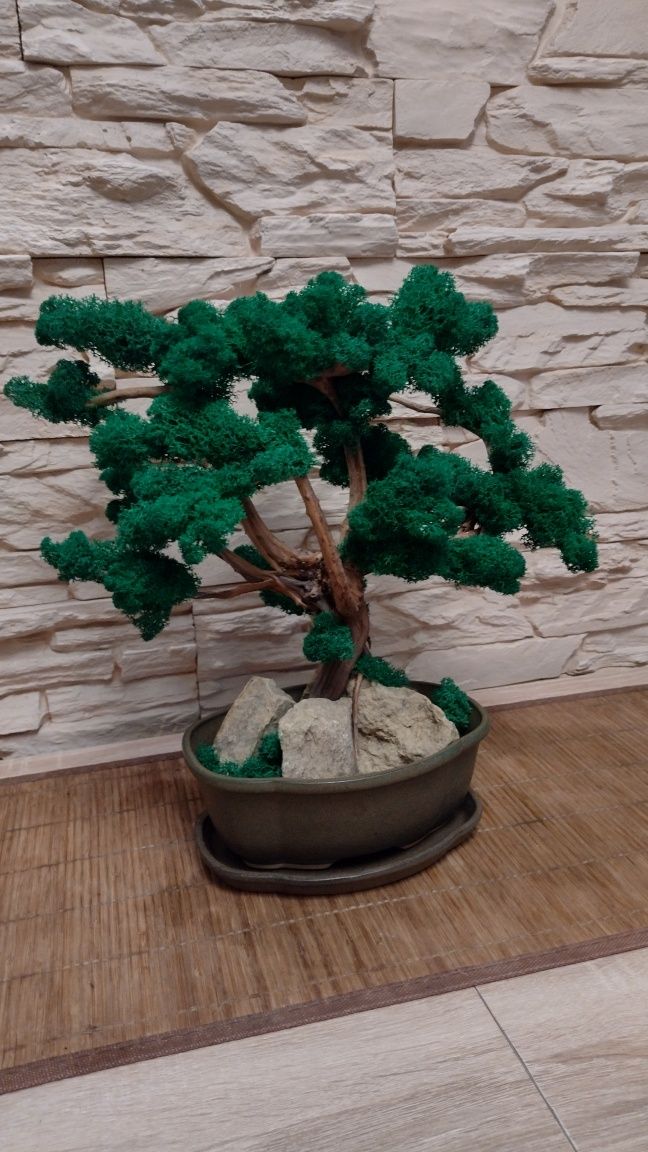 Tanio!BONSAI/DUŻE Drzewko z mchu chrobotka/35x37,hand made