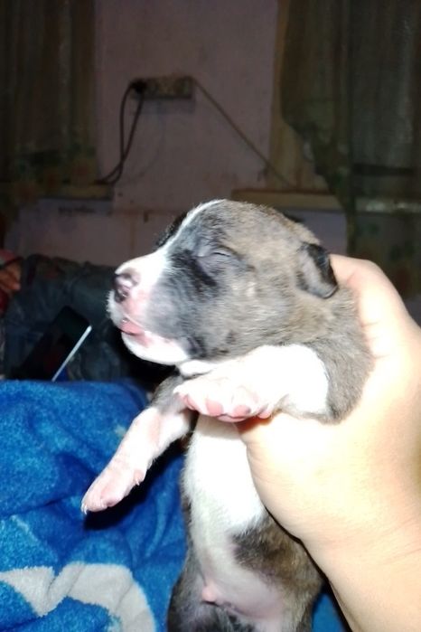 Продажа щенков амстафа