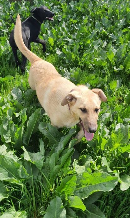 Отдам даром в добрые руки собаку метис лабрадора и овчарки