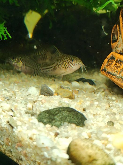 Akwarium 170 L  z filtrem i obsadą