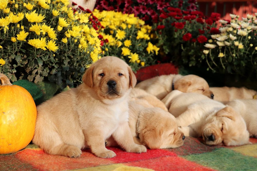 Цуценята Лабрадор ретривер