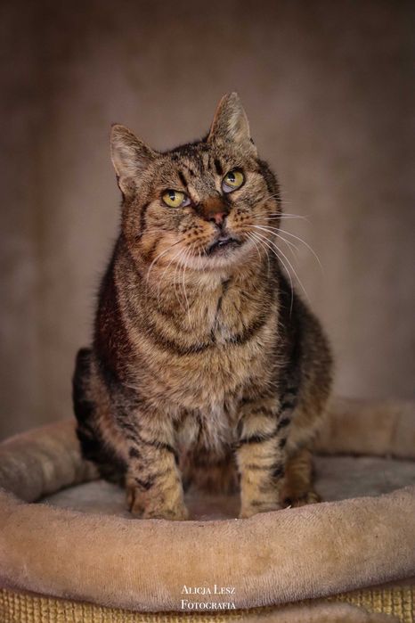 Doświadczona i kochająca kotka Łucja pragnie ciepłego domu