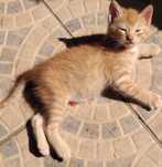 Gatinhos para Adoção Responsável