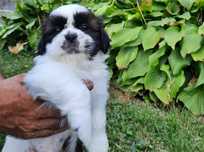 Piesek- shih-tzu