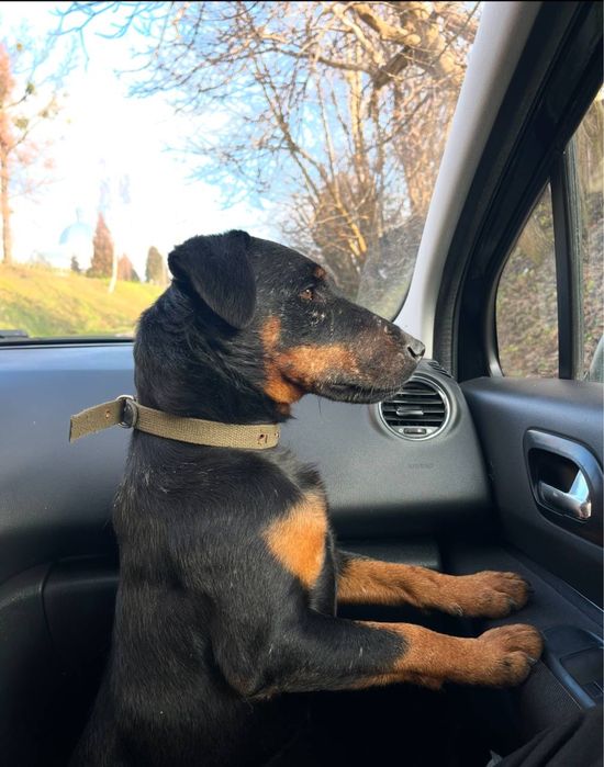 Ядтерʼєр щеннята, три з половиною місяці. ТЕРМІНОВО.