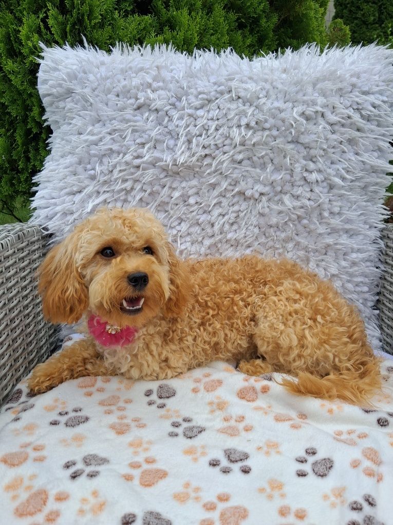 Cavapoo urocza suczka