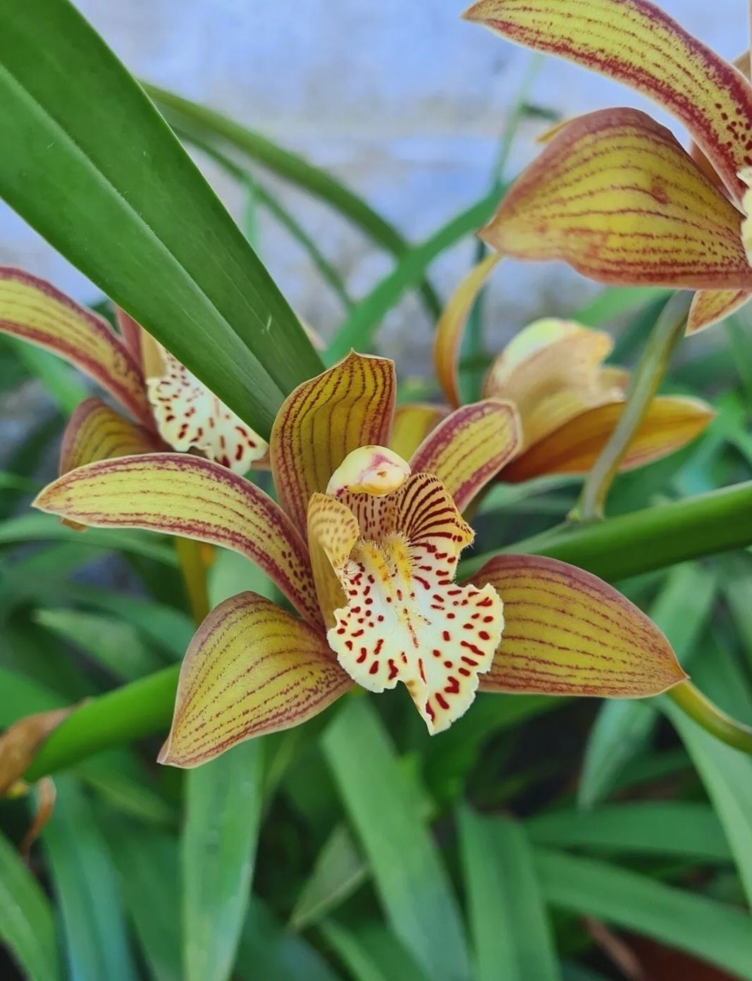 Cymbidium Bennet-Poei - Planta envasada