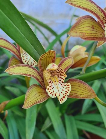 Orquídea - Cymbidium Bennet-Poei