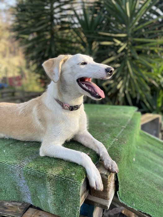 Cachorra Pronta para passeios e brincadeira