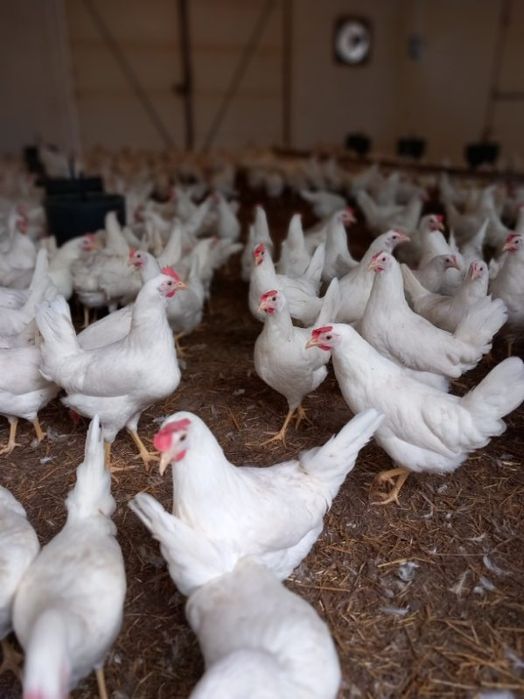 Kury Nioski Leghorn 24 tygodnie! Wysyłka od 10 sztuk.