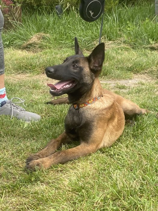 Малінуа цуценята /бельгійська вівчарка:»)