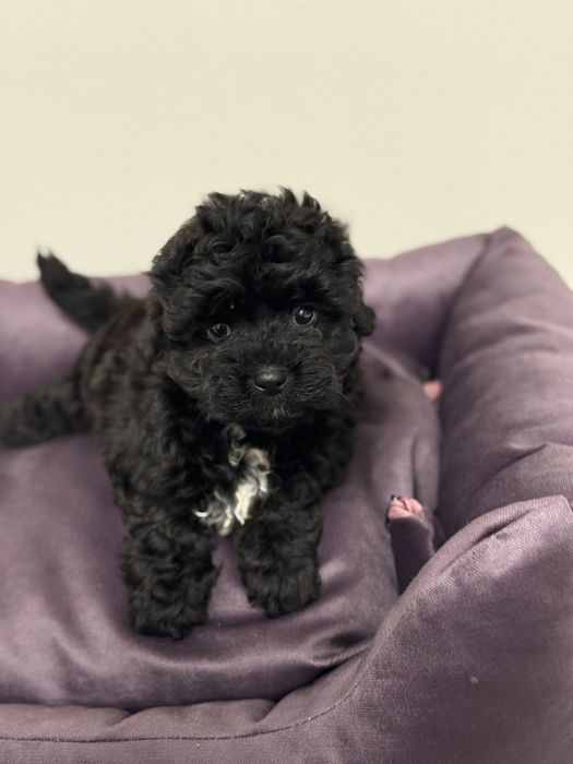 Мальтипу малыш ф1 мини размер