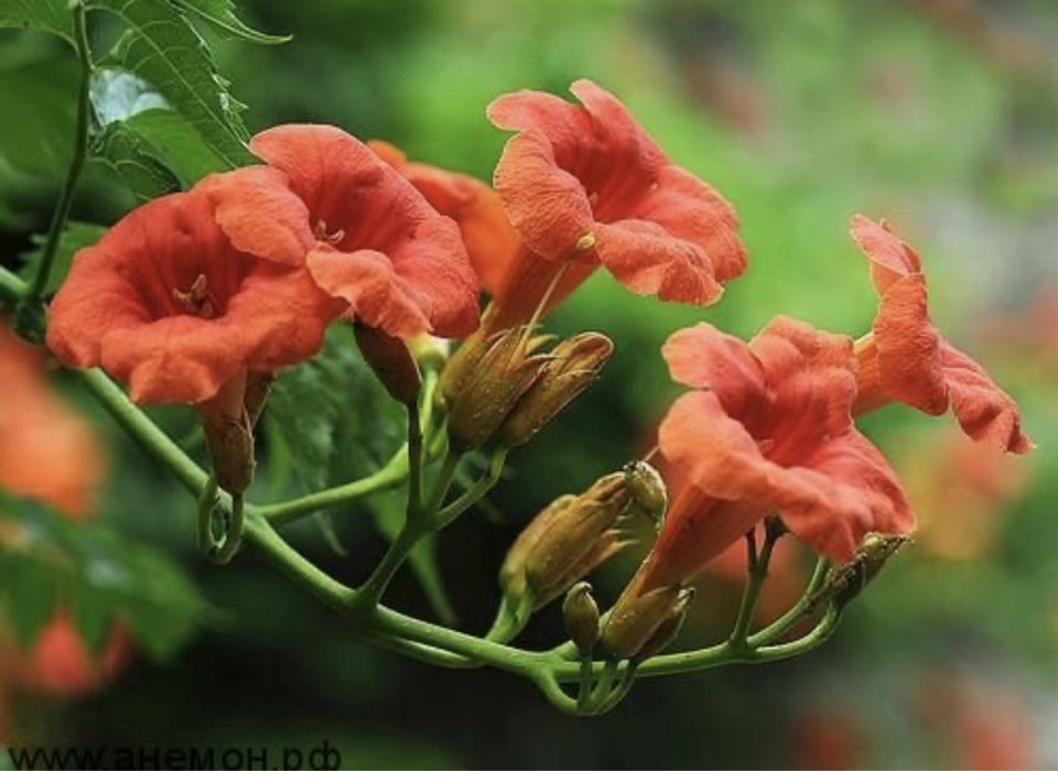 Кампсис (текома) многолетняя лиана