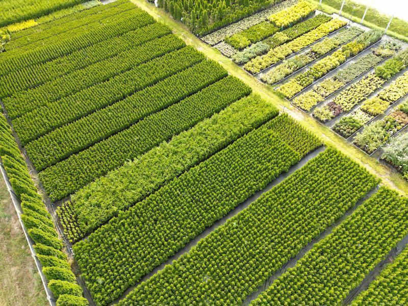 Piękna Tuja Thuja Szmaragd wys.40-50cm duża donica 2L Usługa sadzenia!