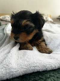 Suczka Yorkshire terrier