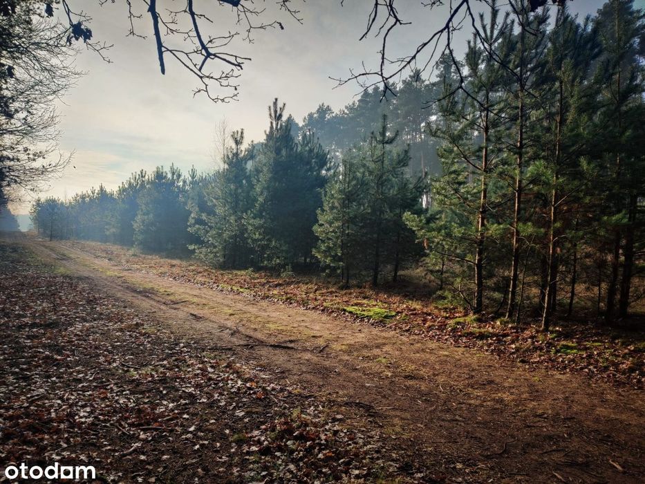 BEZPOŚREDNIO! Działka budowlana (MPZP) 2205 m² w lesie