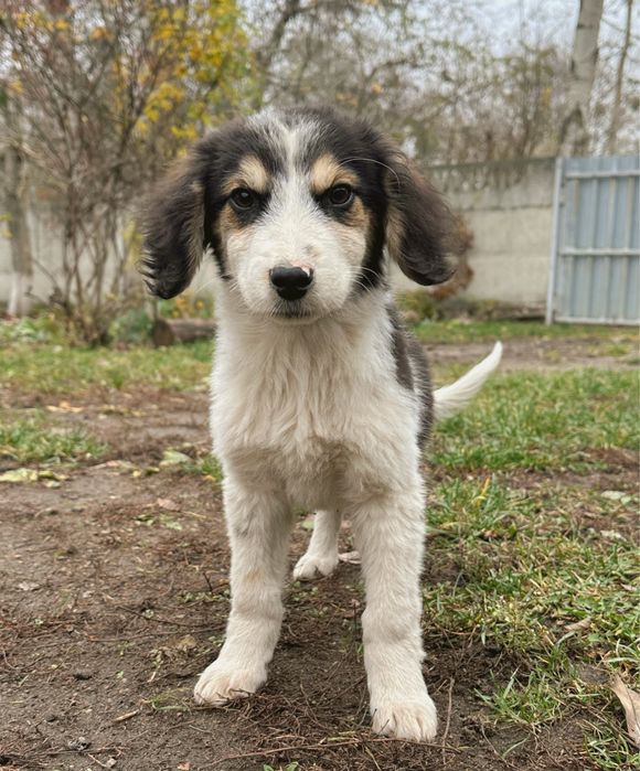 Щенята шукають новий дім!