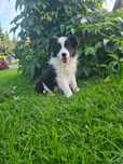Border collie piese