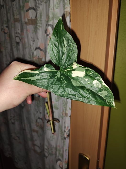 Zestaw roślin Syngonium Scindapsus Rhaphidophora Monstera r