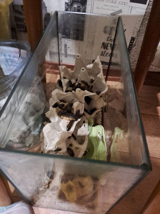 Мраморный таракан