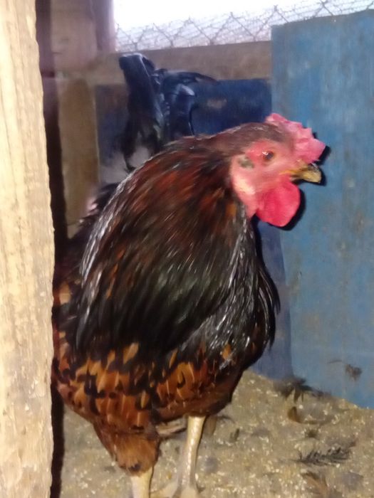 Vendo galos  caseiros