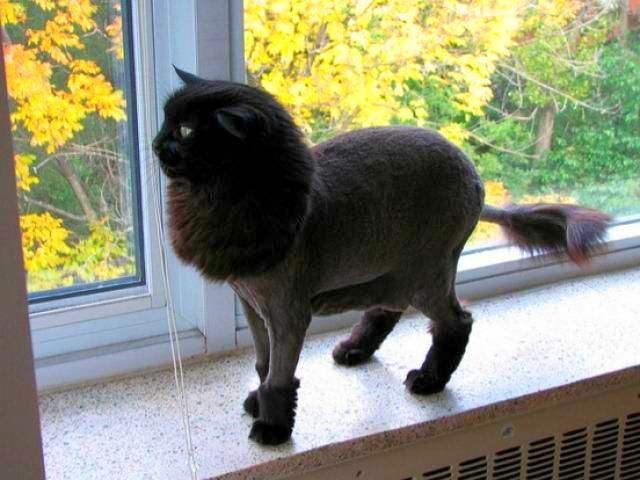 Стрижка котов от 550 грн