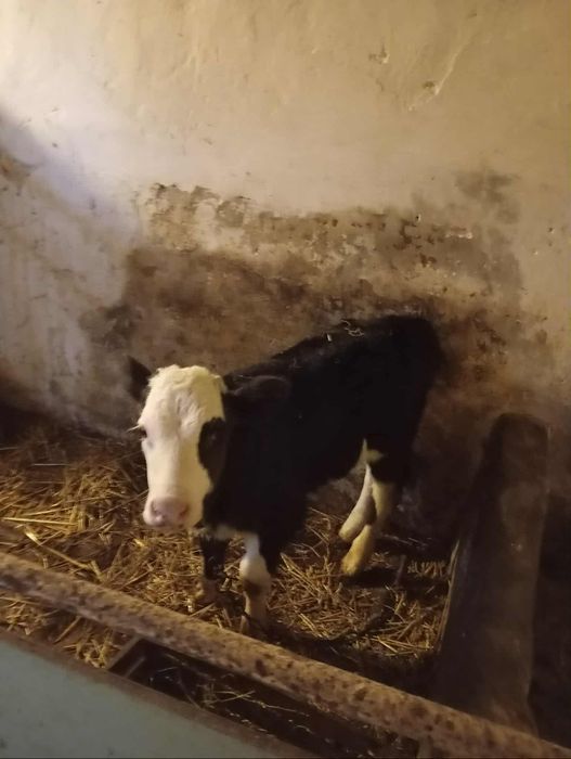 Продам телятко, бичок