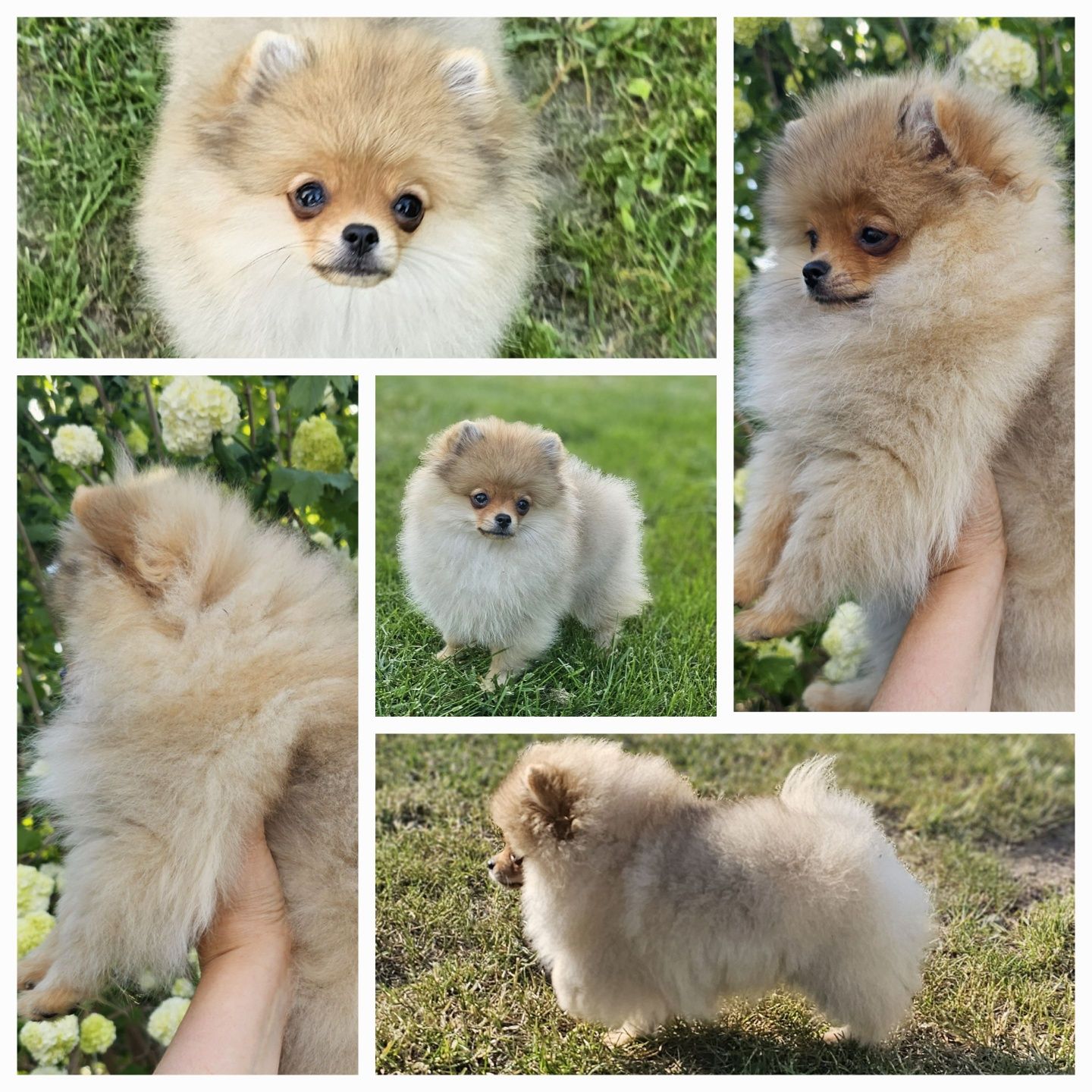 Piesek pomeranian ZKwP FCI do odbioru