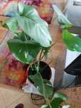 Monstera i scindapsus epipremnum