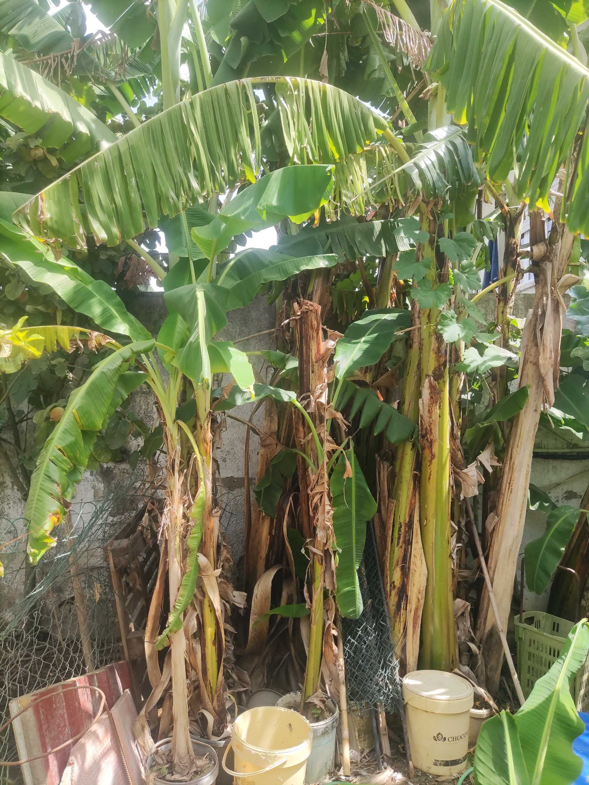 Vende-se bananeiras de boa produtividade