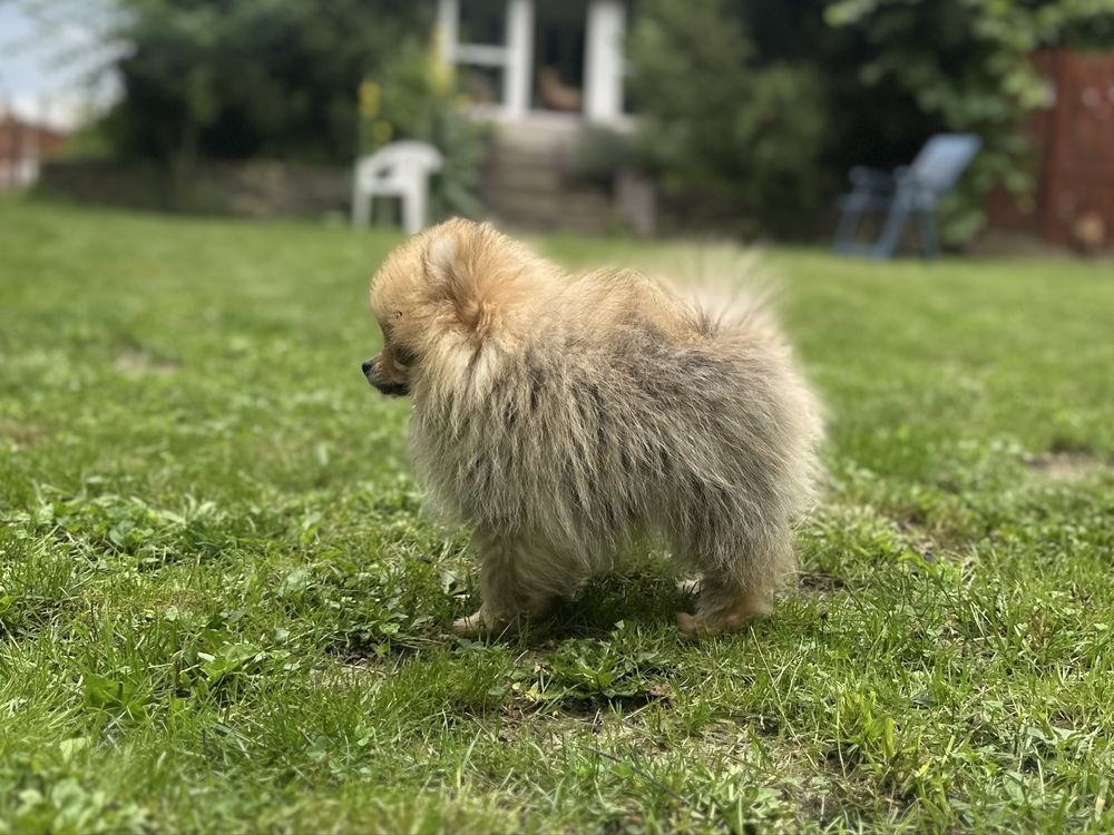 Pomeranian szpic miniaturowy FCI ZKwP