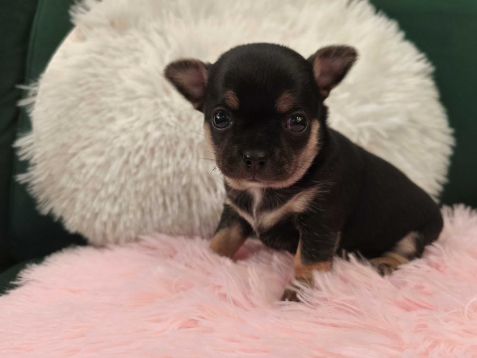 Dziewczynka chihuahua