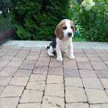 Suczka Beagle Tricolor