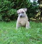 Amstaff American Staffordshire Terrier Amstaf BLUE