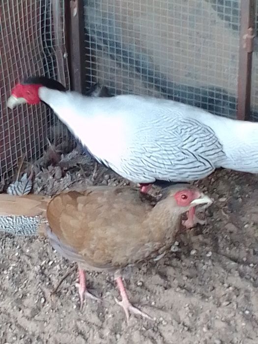 Sprzedam bażanty srebrne ine